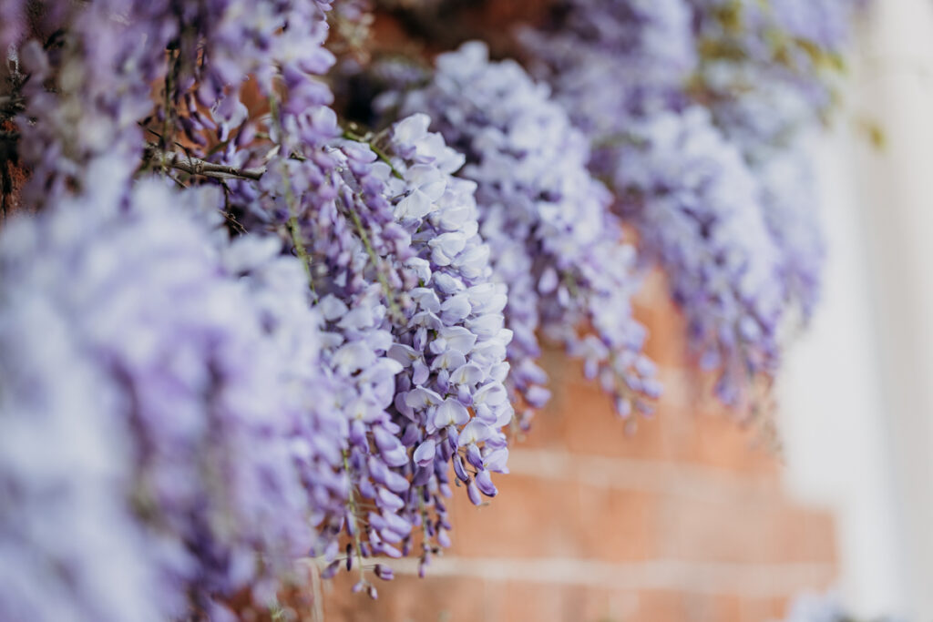 Wisteria at Thicket Priory